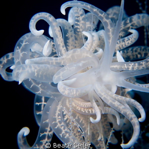 Solar power nudi by Beate Seiler 